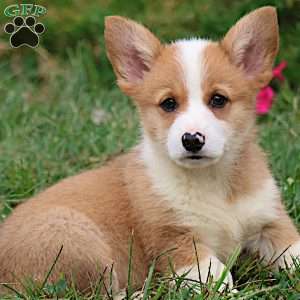 Ezekiel, Pembroke Welsh Corgi Puppy